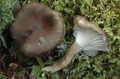 Hygrophorus camarophyllus
